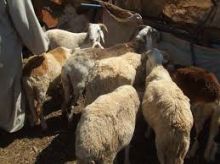 السودان : خراف اضاحي للعاملين بالدولة بأقساط تستمر لمدة 10 أشهر 71598