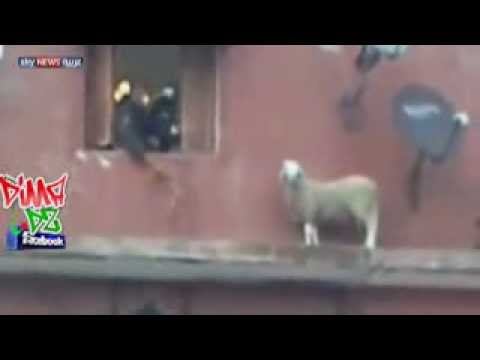 بالفيديو .. انقاذ خروف حاول الانتحار في اول ايام العيد hqdefault