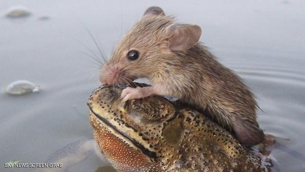 ضفدع ينقذ فأرا من الغرق 1 471270