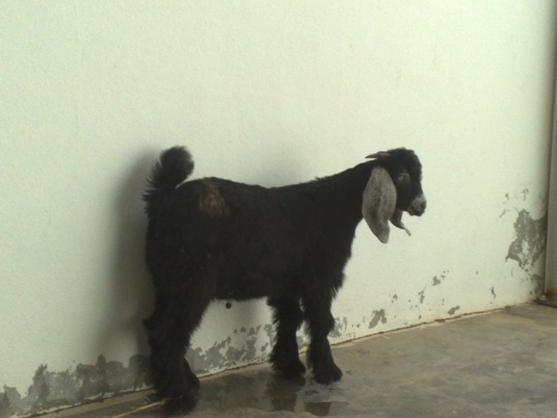 مواطن يقطع رأس (تيس) انتهك حرمة منزله!! 1730 94103 1261058524