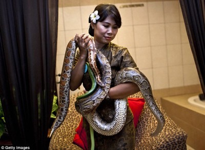 مركز استجمام في إندونيسيا يقدم جلسات تدليك بالأفاعي 9998416791