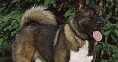 القبض على أمريكى بتهمة تخدير واغتصاب كلب فى كاليفورنيا s1120131885656