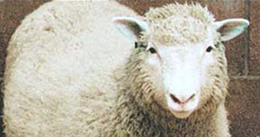 نعجة تلد أخرى على هيئة إنسان فى نيجيريا s7200925134332