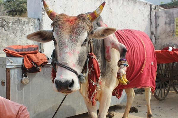 هل تريدين 3 توائم ذكور .. إلمسي الرجل الخامسة لهذه البقرة!! 3910066332