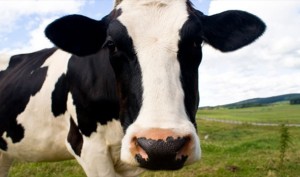 أغرب 10 احتفالات برأس السنة حول العالم: النوم في المقابر والقفز على سبعة أمواج بقرة