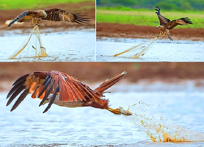 صور للطائر الذي وصفه الرسول بفاسق وهو يسرق سمك الصياد ..يعيش في السودان وأمسكت سمكة بمخالبها، وأدارت ظهرها وسحبتها بها من داخل الشبكة، لتعود وتكرر السطو نفسه