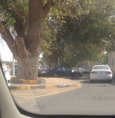 شجرة القصر الجمهوري بالسودان تقتل المواطنين ..أطلقوا عليها اسم "الملعونة" 44744