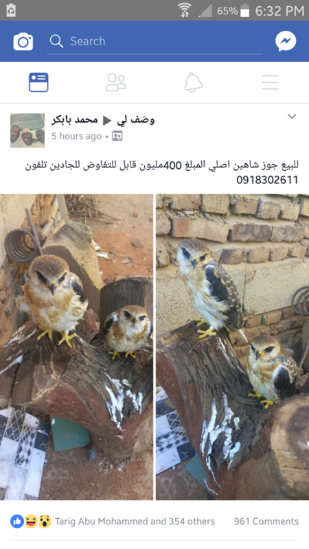 بالصورة .. سوداني يعرض أسرع طائر في العالم للبيع بـ 400 مليون جنيه ..إليك التفاصيل طائر الشاهين للبيع